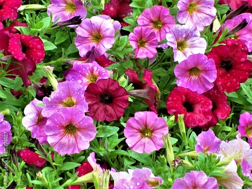 ピンクと赤の花たち