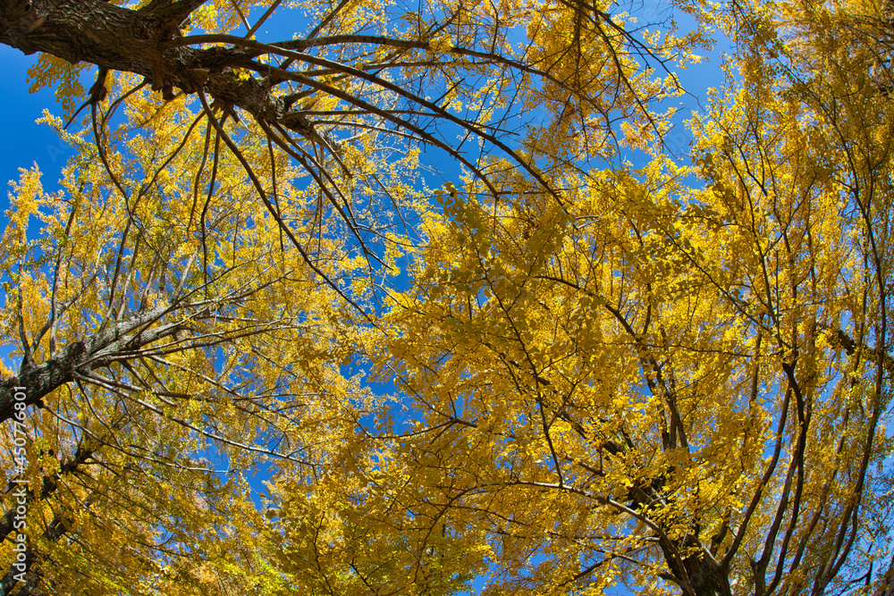 Obraz premium Row of ginkgo trees in late autumn, 昭和記念公園での晩秋のイチョウ並木