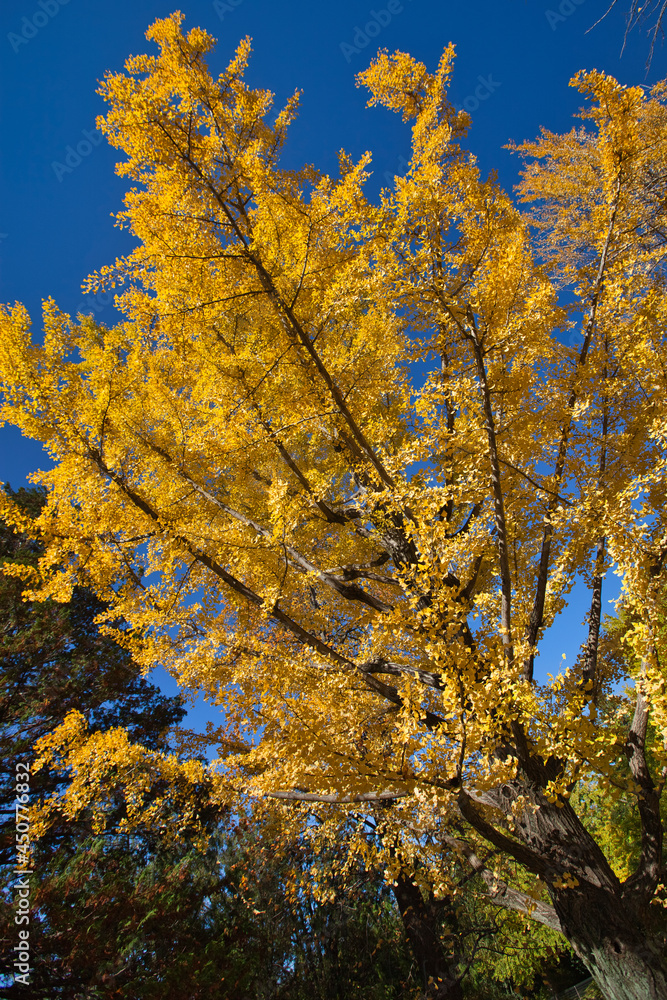 Fototapeta premium Row of ginkgo trees in late autumn, 昭和記念公園での晩秋のイチョウ並木