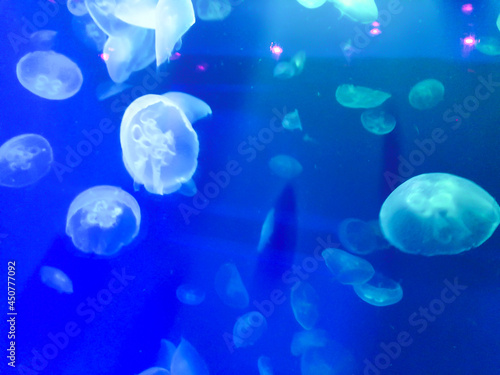 jellyfish in blue water © kohei
