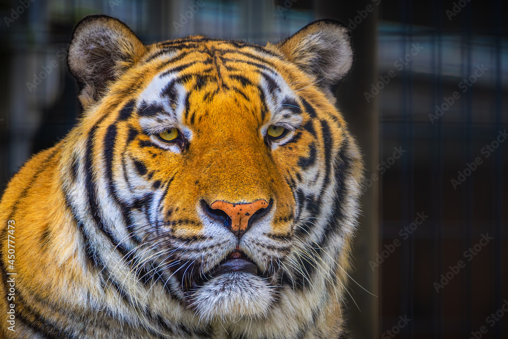 Obraz premium 2021-08-13 A LARGE MALE SIBERIAN TIGER WITH BRIGHT YELLOW EYES