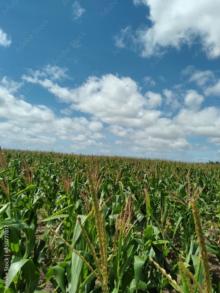 field of corn