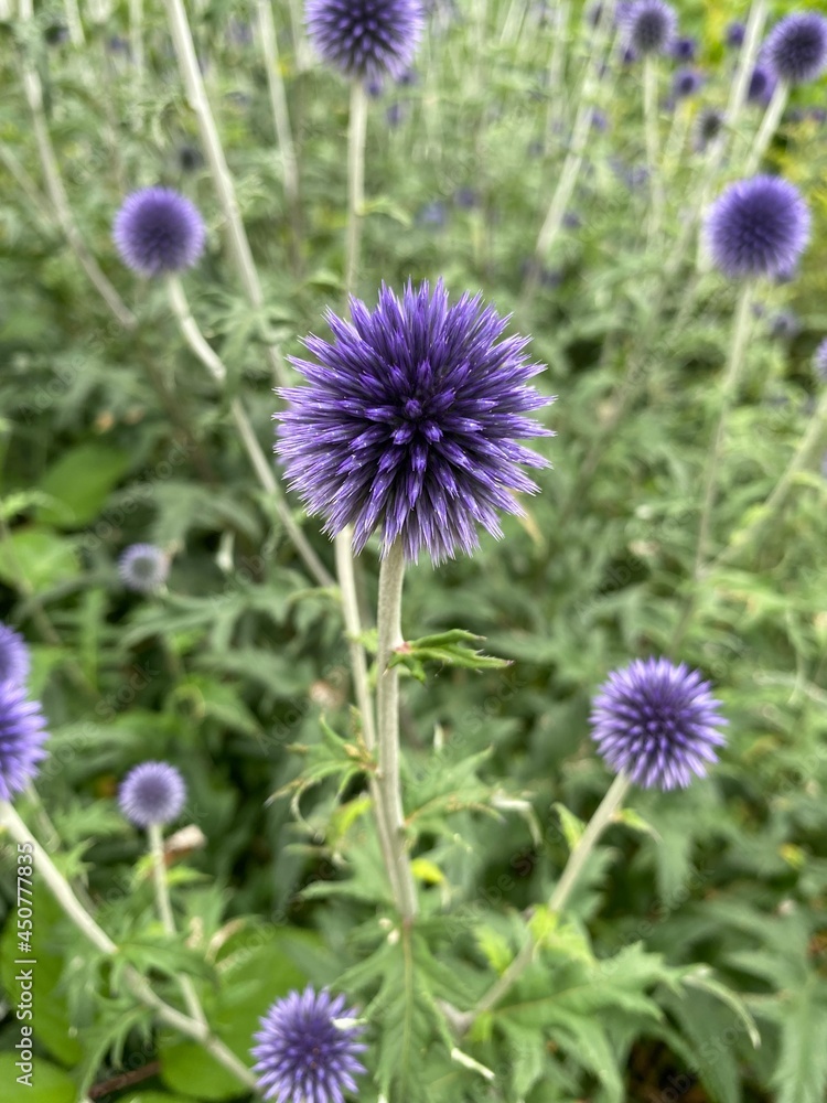Sommerblume aus der Nähe betrachtet Sommerblume aus der Nähe betrachtet