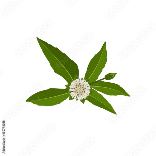 Vector illustration, Eclipta Alba, Eclipta Prostrata or Bhringraj, also known as False Daisy, isolated on white background, herbal medicinal plant effective in Ayurvedic medicine.