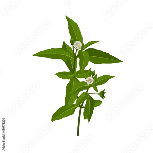 Vector illustration, Eclipta Alba, Eclipta Prostrata or Bhringraj, also known as False Daisy, isolated on white background, herbal medicinal plant effective in Ayurvedic medicine.