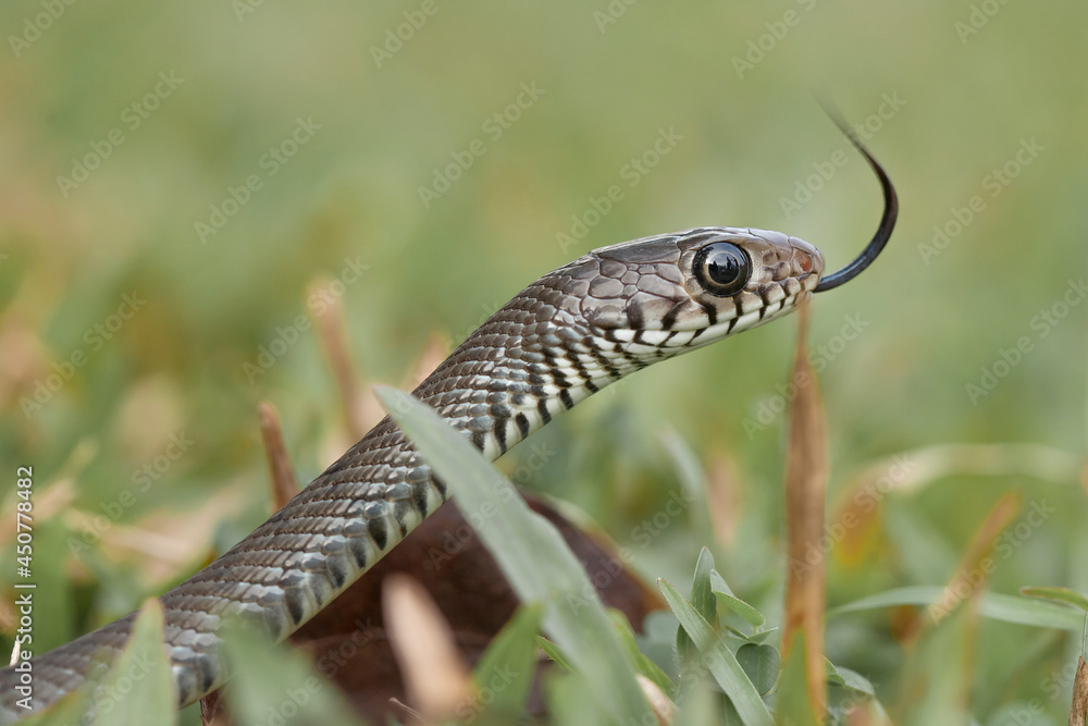 Beautiful Action of Little Snake Beautiful Action of Little Snake