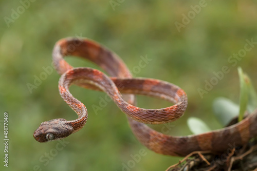 Beautiful Action of  Little Snake  photo