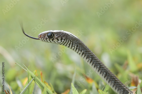 Beautiful Action of Little Snake 