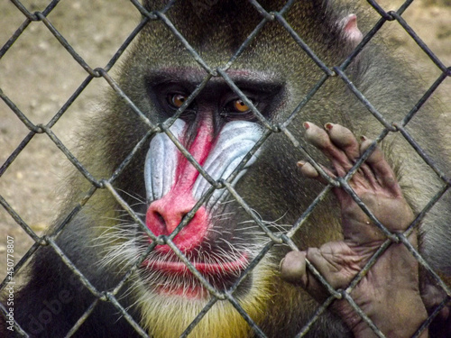 close up of a baboon