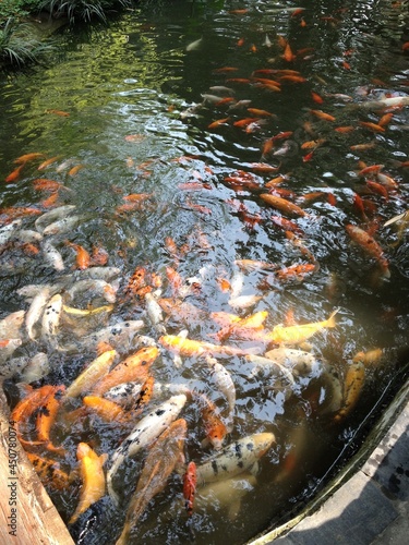 fish in a pond