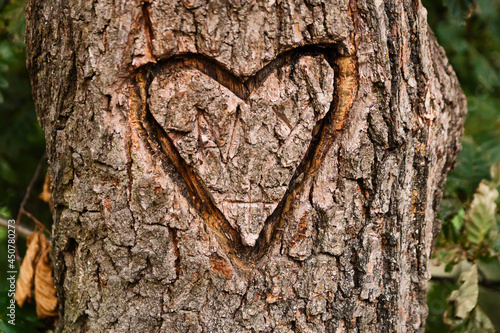 Ein Herz im Baum , ein Zeichen für immer 