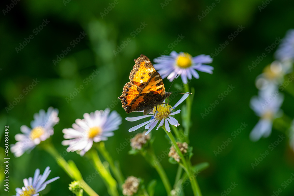 a beautiful butterfly flew to the flower garden a beautiful butterfly flew to the flower garden