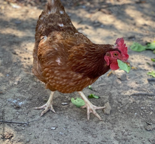 Hen Eating Snack