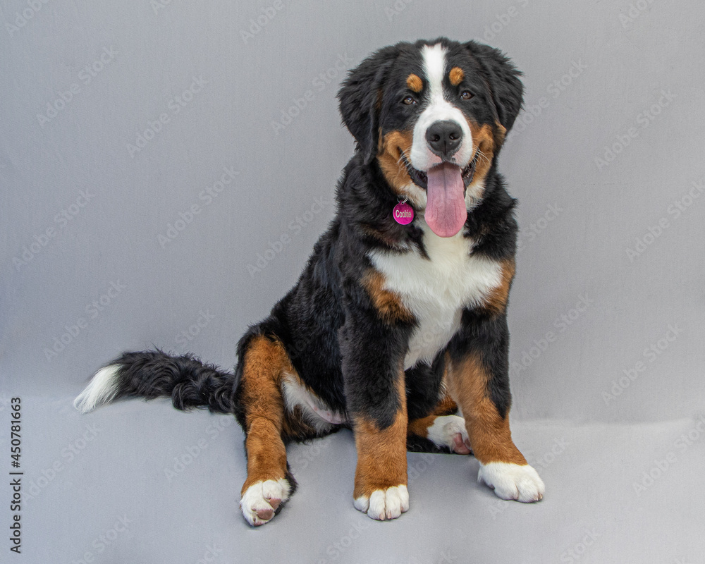 Bernese Mountain Dog Puppy 6 months old