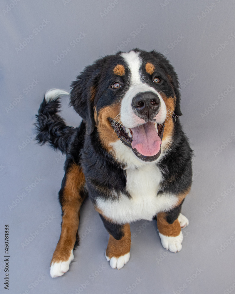 Bernese Mountain Dog Puppy 6 months old