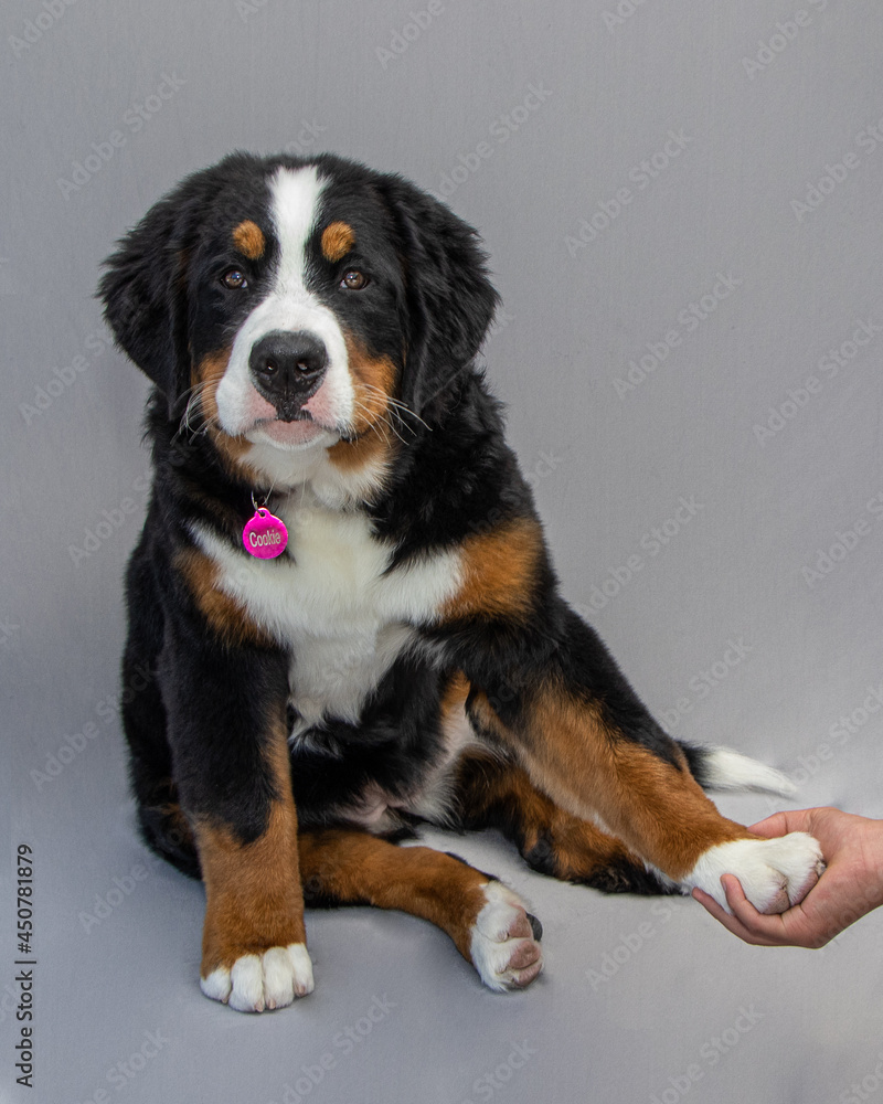 Bernese Mountain Dog Puppy 6 months old Bernese Mountain Dog Puppy 6 months old