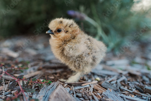 baby silkie chick partridge colour