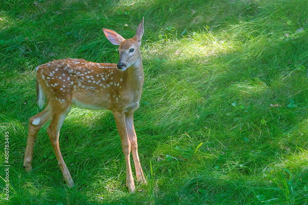 Fawns are enjoying sunny day in summer Fawns are enjoying sunny day in summer