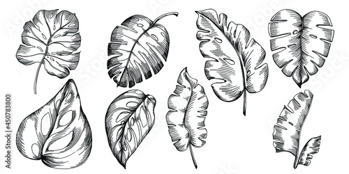 Monstera Vector set Exotic tropical hawaiian summer. Liana beach tree jungle botanical leaves. Black and white engraved ink art. Leaf plant botanical garden floral foliage. Isolated leaf illustration.