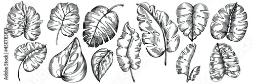 Monstera Vector set Exotic tropical hawaiian summer. Liana beach tree jungle botanical leaves. Black and white engraved ink art. Leaf plant botanical garden floral foliage. Isolated leaf illustration.
