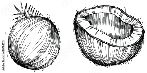 Vector coconut hand drawn Sketch. Vector tropical food illustration. Vintage style. The best for design logo, menu, label, icon, stamp.