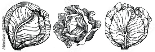 Cabbage hand drawing sketch vector illustration. Isolated vegetable engraved style object. The best for design logo, menu, label, icon, stamp. Vintage style.