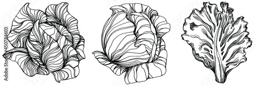 Cabbage hand drawing sketch vector illustration. Isolated vegetable engraved style object. The best for design logo, menu, label, icon, stamp. Vintage style.