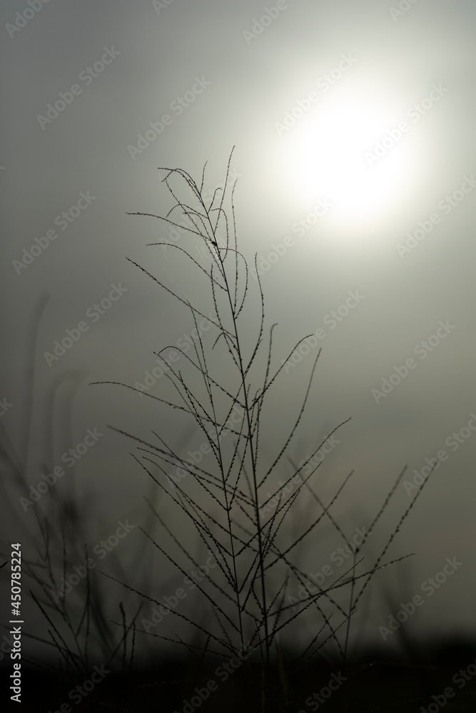 Obraz premium grayscale image of grass and the sun