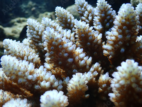 Freshly colored staghorn coral branches. Acropora listeri.