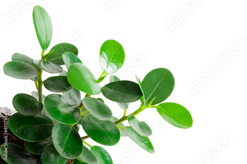 Banyan tree (Moraceae) or ficus annulata small plant green leaf grown in cement pots isolated on white background. Ornamental plants. Lucky tree.