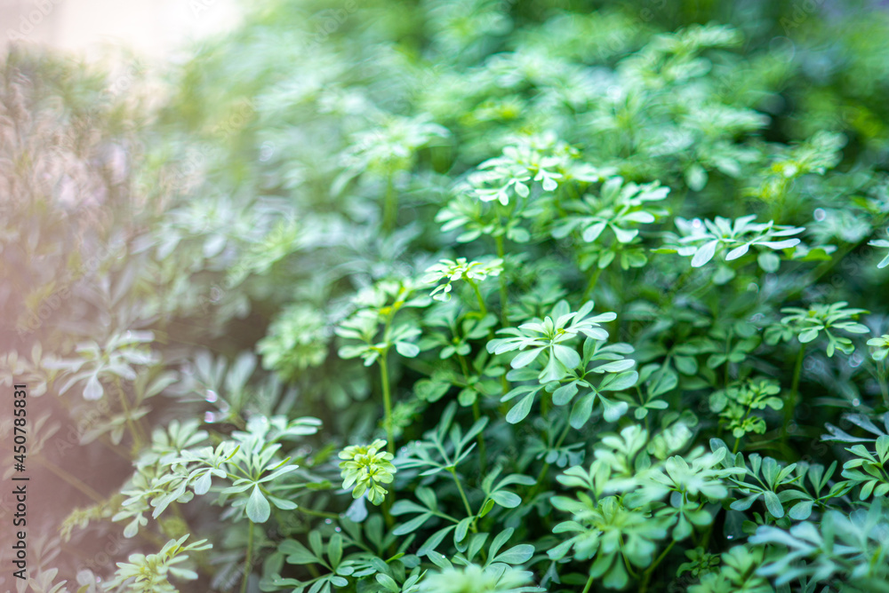 Ruta graveolens Ruta graveolens