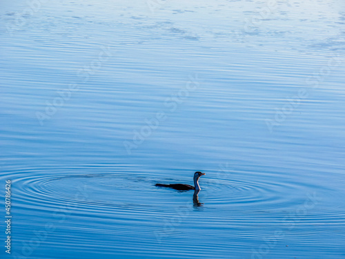 Bird swimming in the water fishing