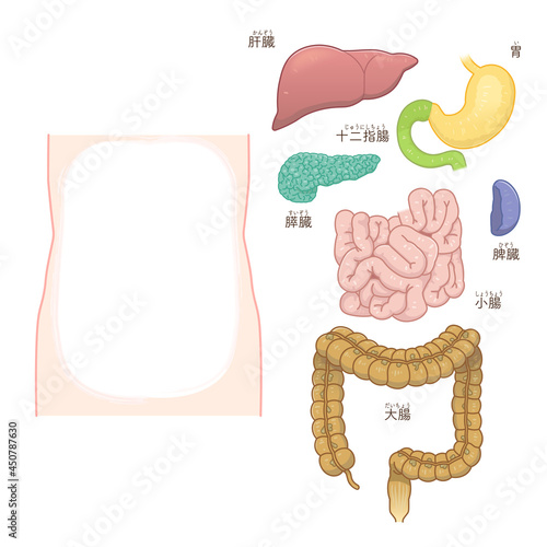 大腸・小腸・肝臓・胃・膵臓・脾臓のイラスト