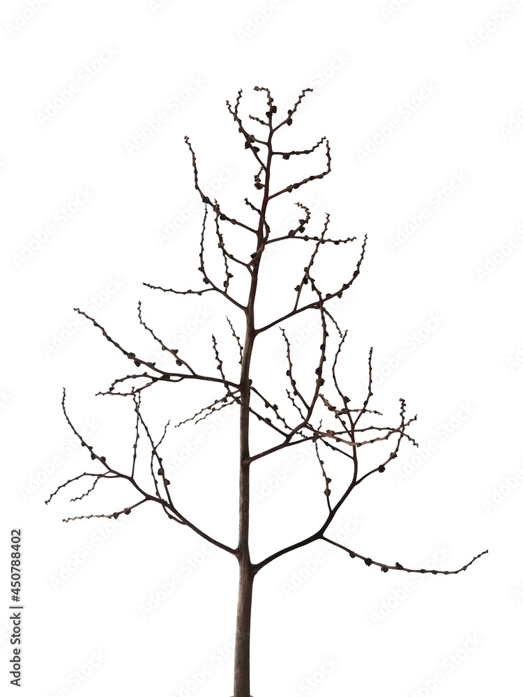 Fototapeta premium Branches. Dry twigs. Isolated on white background.