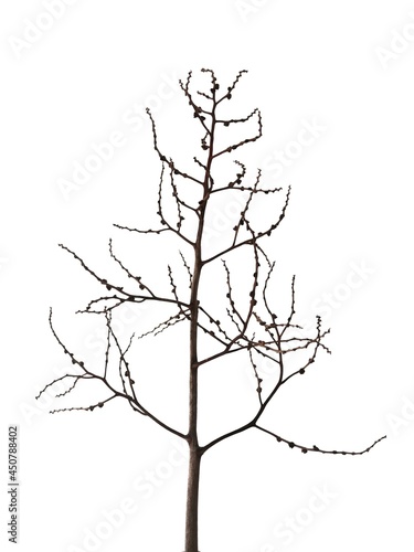 Branches. Dry twigs. Isolated on white background.