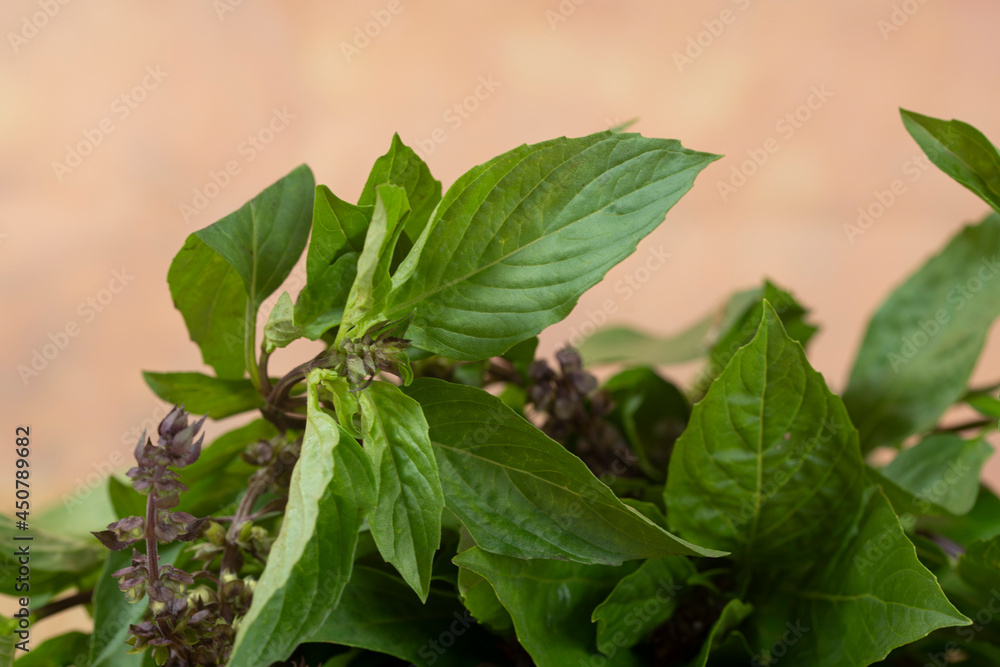 Thai basil or locally known as daun selasih normally used in Asian cooking. Selective focus points. Blurred background Thai basil or locally known as daun selasih normally used in Asian cooking. Selective focus points. Blurred background
