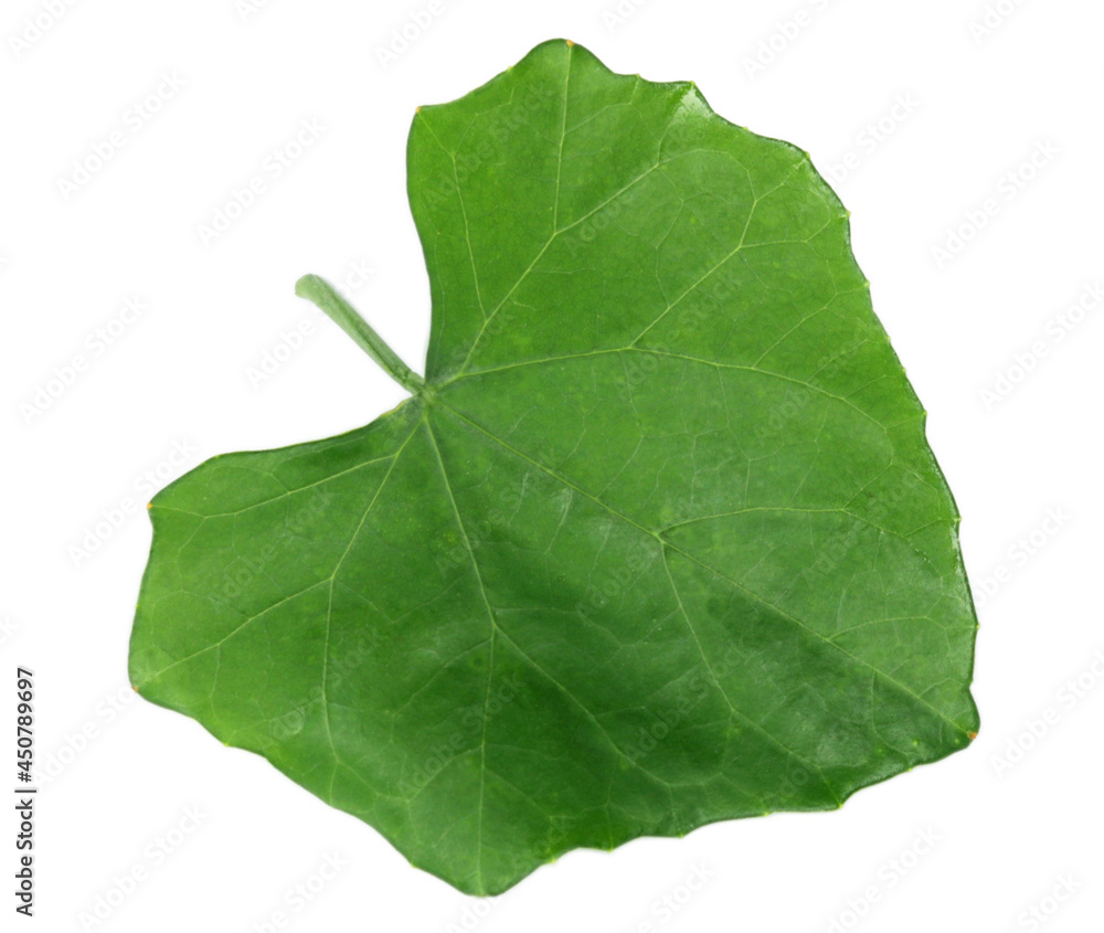 Fototapeta premium White ivy Gourd leaves over white background.