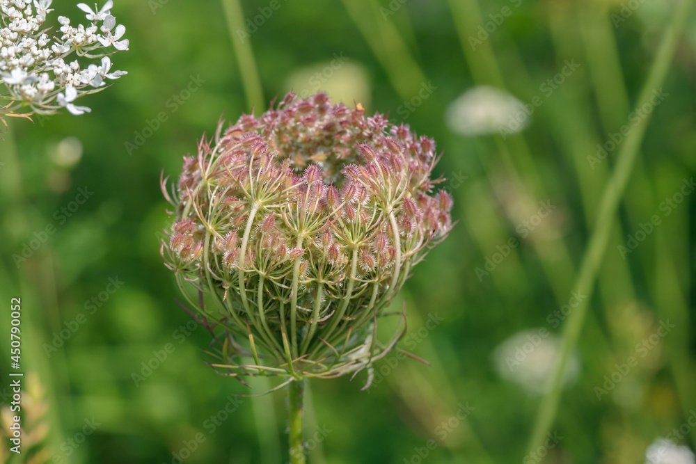 Fruit umbel of wild carrot (Daucus carota subsp. carota). Fruit umbel of wild carrot (Daucus carota subsp. carota).