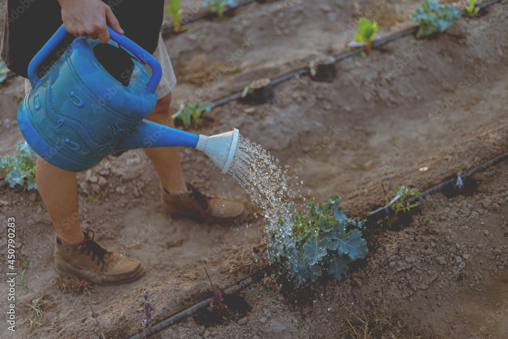Naklejka premium Gardening concept a male gardener watering vegetable plants using a watering can to provide the moist into the soil