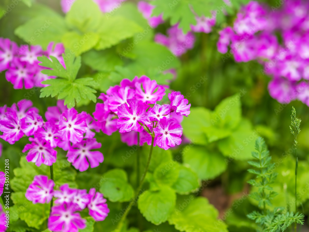 Japanese primrose, Primula sieboldii, Known also as Asiatic primrose and Cortusoides primula. Another scientific name is Primula patens. Japanese primrose, Primula sieboldii, Known also as Asiatic primrose and Cortusoides primula. Another scientific name is Primula patens.