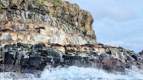 Australian Fur Seal Arctocephalus pusillus doriferus on the Friars Rocks Bruny Island Tasmania photo