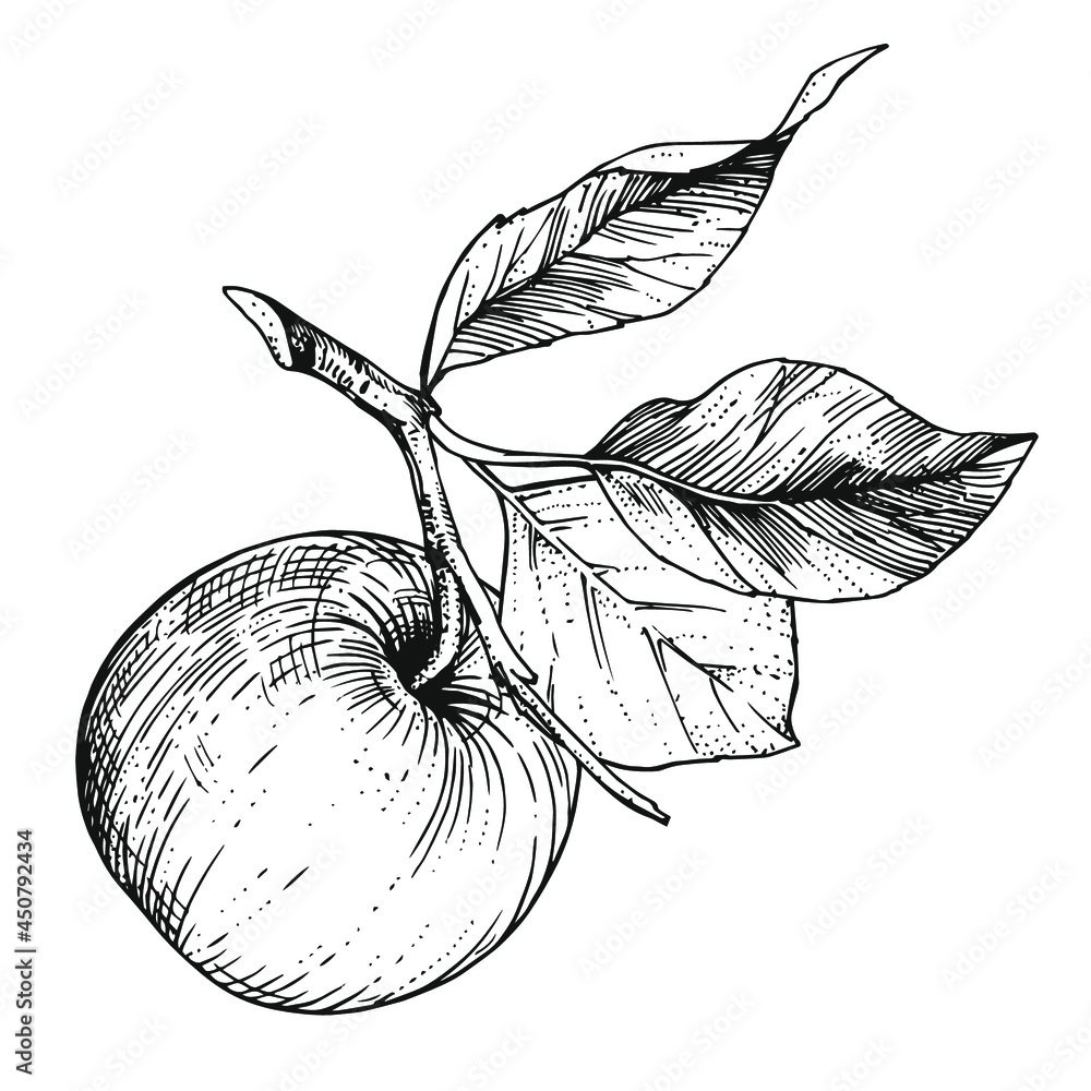 Hand-drawn sketch apple on a branch with leaves. Vintage style