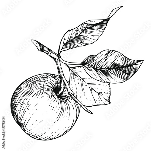 Hand-drawn sketch apple on a branch with leaves. Vintage style engraving. Ink and pen drawing.