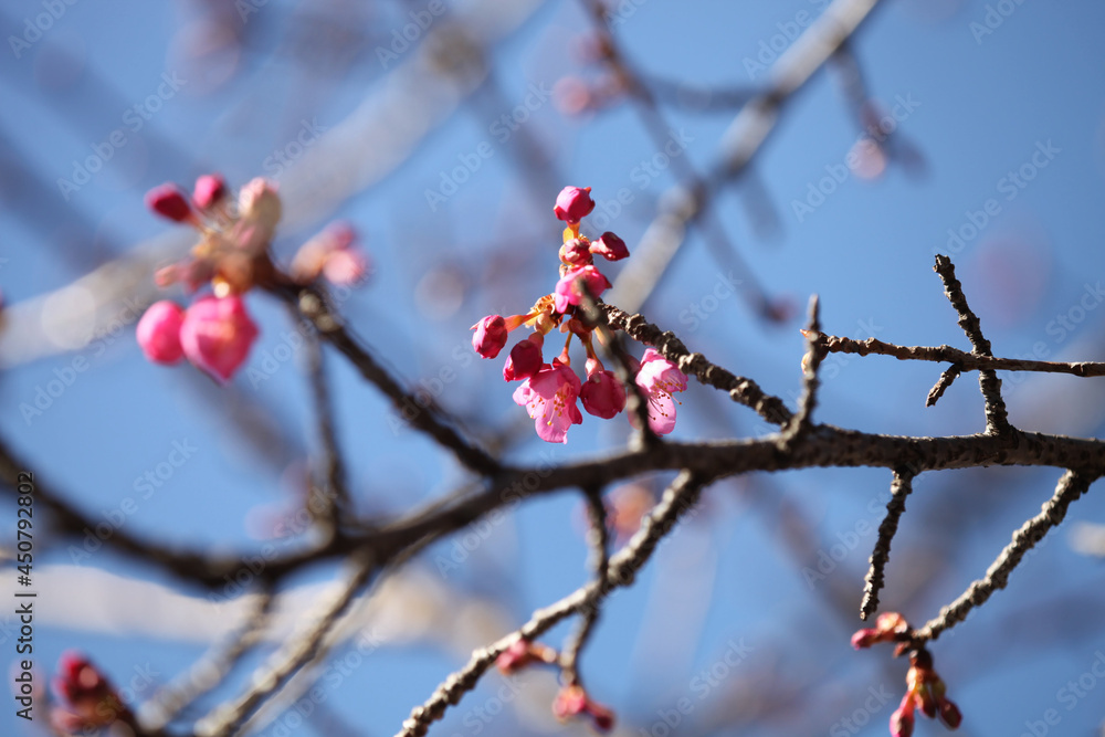 早咲きの河津桜のピンクの花 早咲きの河津桜のピンクの花