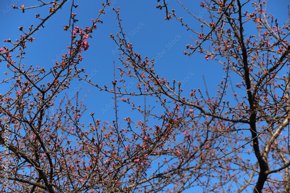 Fototapeta premium 早咲きの河津桜のピンクの花