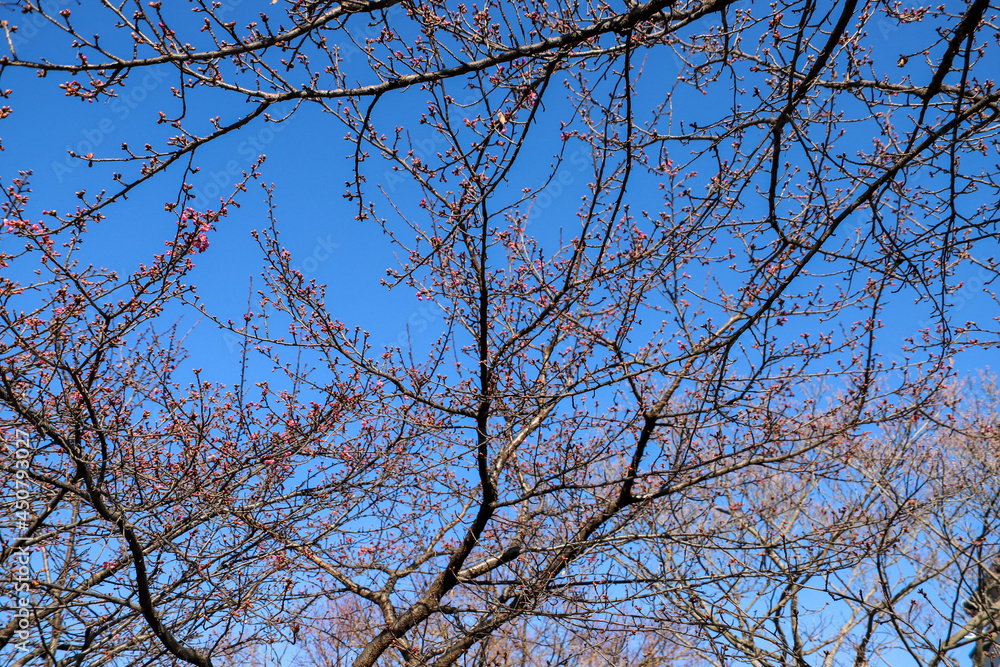 早咲きの河津桜のピンクの花 早咲きの河津桜のピンクの花
