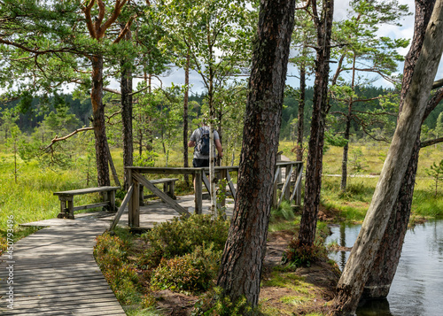 landscape from the bog, bog after rain, wet wooden footbridges in wet bog, dark storm clouds, traditional bog vegetation, heather, grass, bog pines, Tolkuse bog hiking trail, Parnu county, Estonia photo