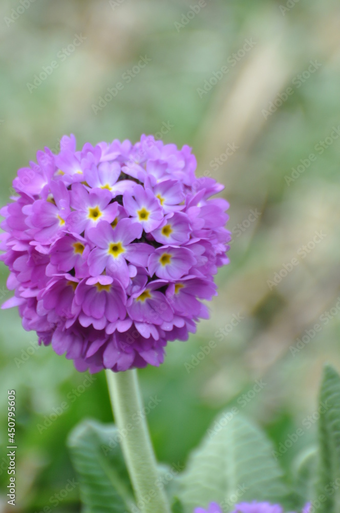 Fototapeta premium Kugelprimel im Garten