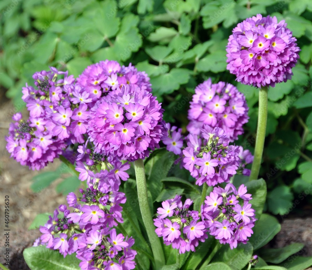 Obraz premium Kugelprimel im Garten