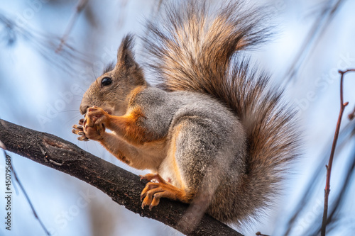 Squirrel with nut in Autumn sits on a branch